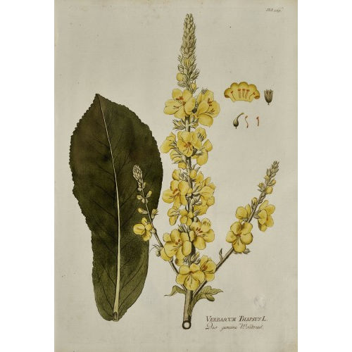 JOSEPH JAKOB PLENCK : 'Icones Plantarum Medicinalium secundum systema linnaei digestarum, cum enumeratione virium et usus medici, chirurgici atque diaetetici' (DOBIASCHOFSKY AUKTIONEN AG)