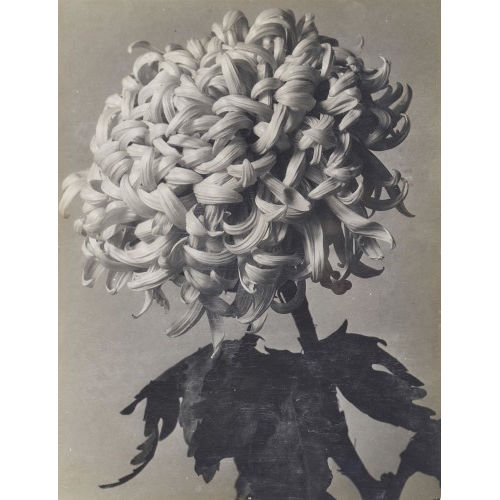 GERTRUDE FEHR : Chrysantheme (DOBIASCHOFSKY AUKTIONEN AG)