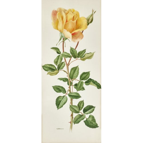 ANNE MARIE TRECHSLIN : 'Rose Lolita' (DOBIASCHOFSKY AUKTIONEN AG)