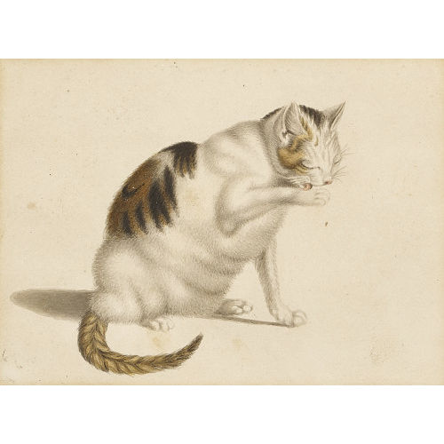GOTTFRIED MIND : Sich putzende Katze (DOBIASCHOFSKY AUKTIONEN AG)