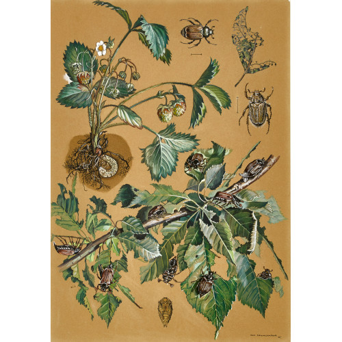 HANS RUDOLF SCHWARZENBACH : Maik�fer (DOBIASCHOFSKY AUKTIONEN AG)