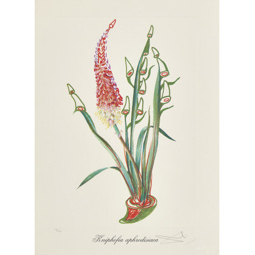 SALVADOR DAL� : 'Kniphofia aphrodisiaca' (DOBIASCHOFSKY AUKTIONEN AG)