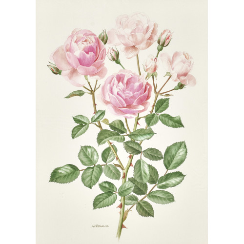 ANNE MARIE TRECHSLIN : Rosen. Gegenst�cke (DOBIASCHOFSKY AUKTIONEN AG)