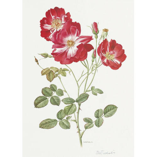 ANNE MARIE TRECHSLIN : 'Roses d'antan' (DOBIASCHOFSKY AUKTIONEN AG)