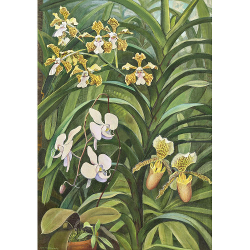 HANS RUDOLF SCHWARZENBACH : Bl�hende Orchideen (DOBIASCHOFSKY AUKTIONEN AG)