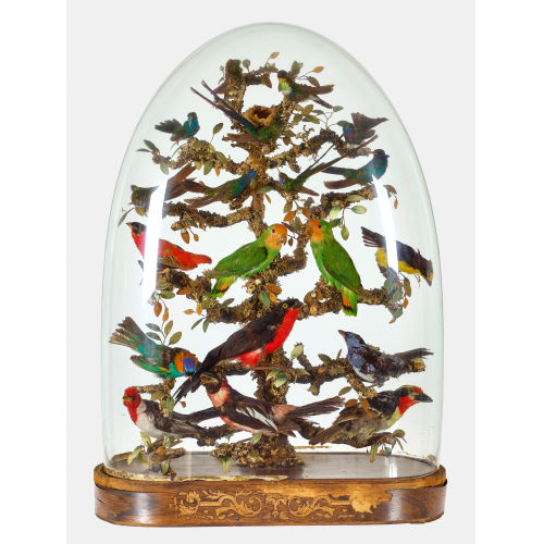 TAXIDERMISCHER SCHAUKASTEN : Frankreich oder Deutschland, Anfang 20. Jh (DOBIASCHOFSKY AUKTIONEN AG)