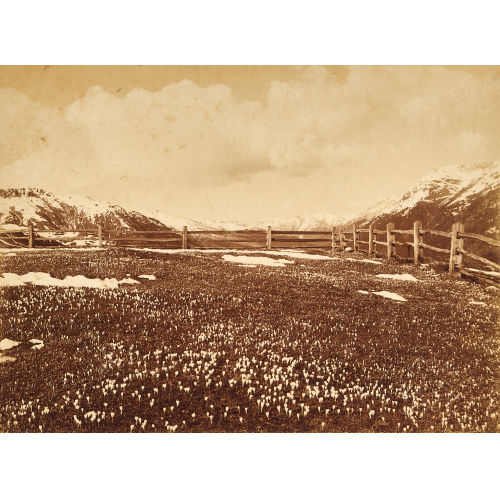 ALBERT STEINER : 'Fr�hling auf der Alp' (DOBIASCHOFSKY AUKTIONEN AG)