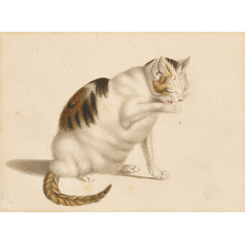 GOTTFRIED MIND : Sich putzende Katze (DOBIASCHOFSKY AUKTIONEN AG)
