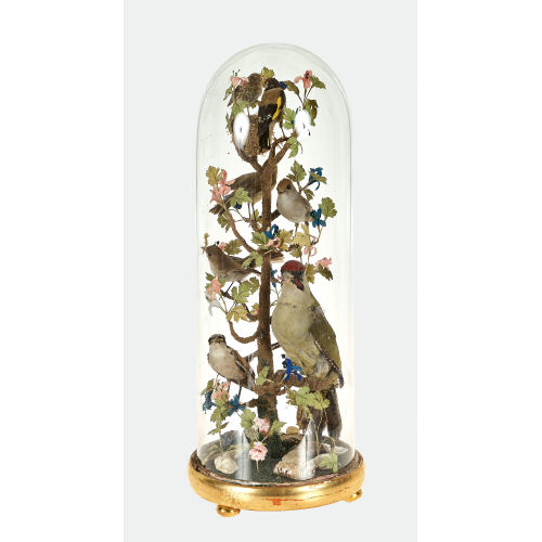TAXIDERMISCHER SCHAUKASTEN : Wohl Schweiz, Anfang 20. Jh (DOBIASCHOFSKY AUKTIONEN AG)