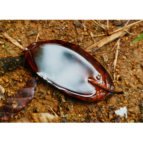WOLFGANG TILLMANS : 'Leaf' (DOBIASCHOFSKY AUKTIONEN AG)