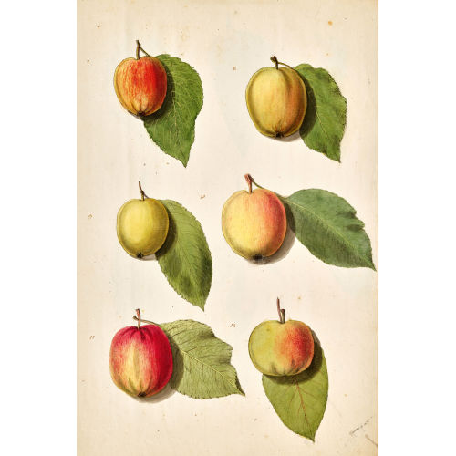 JOHANN EMANUEL WYSS : 'Studien v. Obst.Pflanzen u. Blumen' (DOBIASCHOFSKY AUKTIONEN AG)