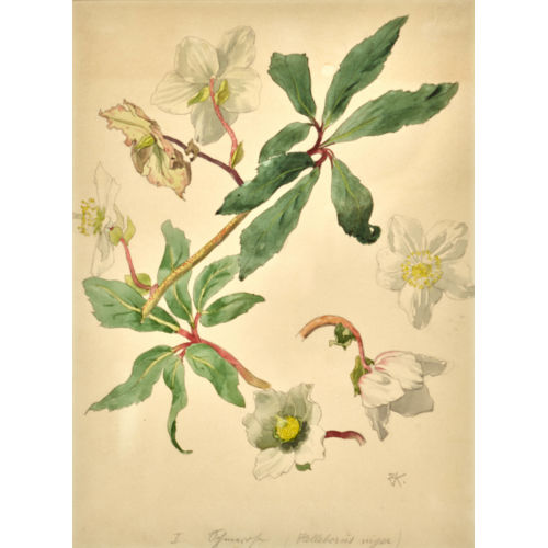 ERNST KREIDOLF : 'Helleborus niger' (DOBIASCHOFSKY AUKTIONEN AG)