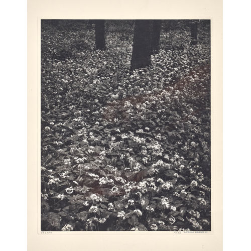 BALTHASAR BURKHARD : 'Bl�ten im Wald' (DOBIASCHOFSKY AUKTIONEN AG)