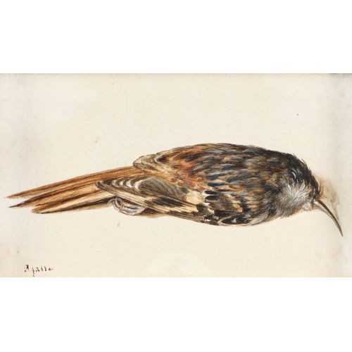 JACQUES-LAURENT AGASSE : Vogelstudie (DOBIASCHOFSKY AUKTIONEN AG)