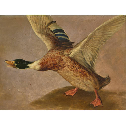 CARL WILHELM DE HAMILTON : Wildente (DOBIASCHOFSKY AUKTIONEN AG)