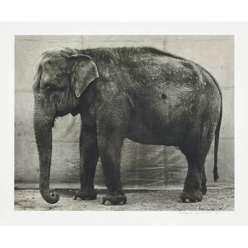 BALTHASAR BURKHARD : Elefant (DOBIASCHOFSKY AUKTIONEN AG)