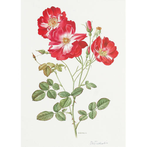 ANNE MARIE TRECHSLIN : 'Roses d'antan' (DOBIASCHOFSKY AUKTIONEN AG)