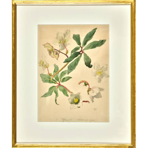ERNST KREIDOLF : 'Helleborus niger' (DOBIASCHOFSKY AUKTIONEN AG)