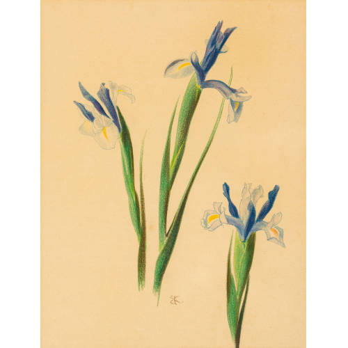 ERNST KREIDOLF : Blaue Iris (DOBIASCHOFSKY AUKTIONEN AG)