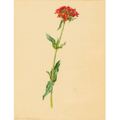 ERNST KREIDOLF : 'Lychnis Calcedonia (Brennende Liebe)' (DOBIASCHOFSKY AUKTIONEN AG)