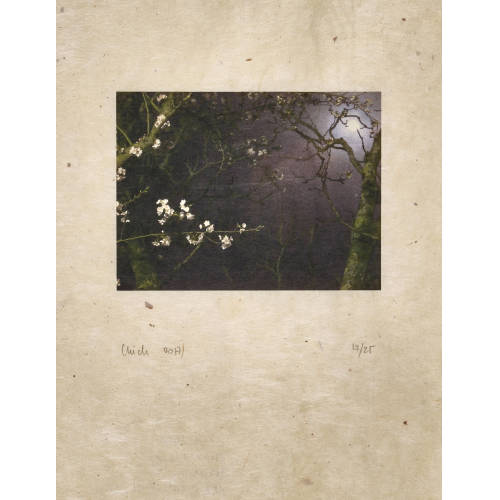 C�CILE WICK : 'Fiori di notte' (DOBIASCHOFSKY AUKTIONEN AG)