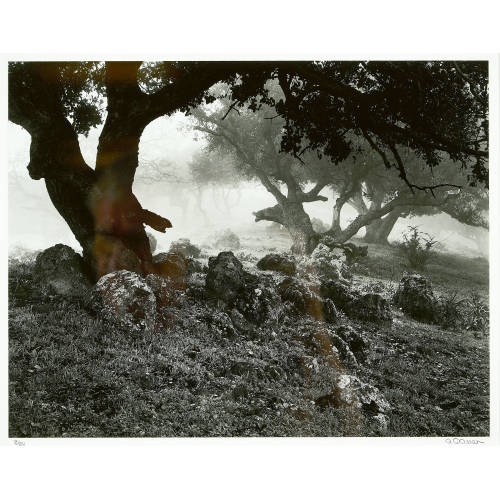 BRUNO GASSER : 'Palo Alto, California' (DOBIASCHOFSKY AUKTIONEN AG)