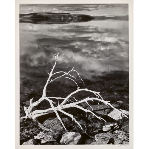 ANSEL ADAMS : 'White Branches, Mono Lake', um 1950 (Dobiaschofsky Auktionen AG)