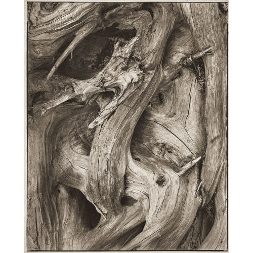 PAUL STRAND : 'Driftwood, Gaspe Coast', 1929 (Dobiaschofsky Auktionen AG)